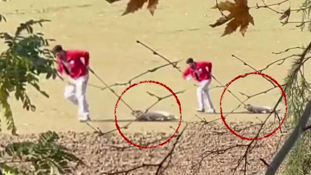 Sokak köpeğini iple sürüklemişti! Belediye personeli ile ilgili karar belli oldu