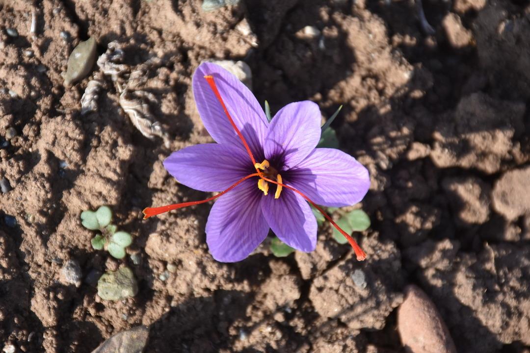 Eşini kaybettiği beyin tümörü sürecinde bulamadı: Artık kendi safran üretiyor... 8