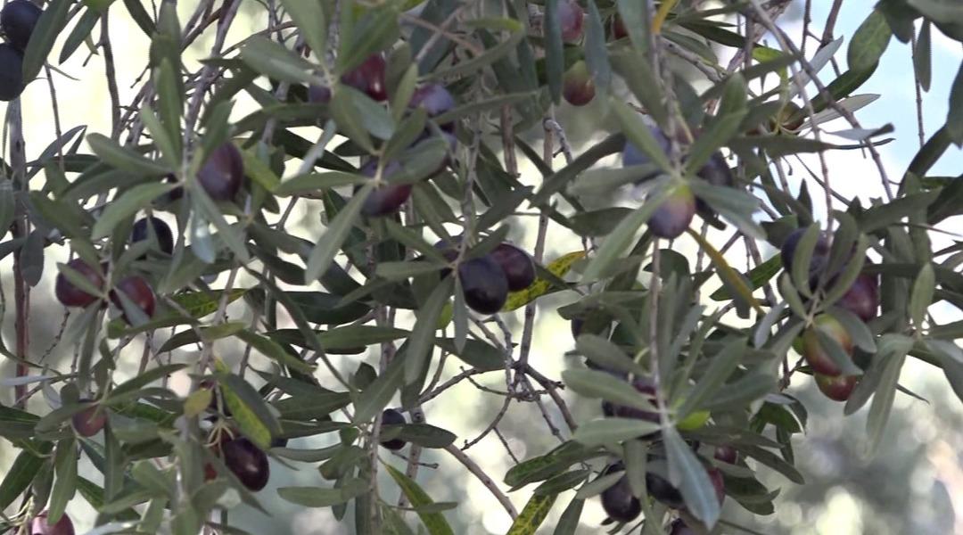 12 metre yüksekte yetişiyor: Ödülü bile var! Kilosu 400 TL, dünyaca ünlü 2