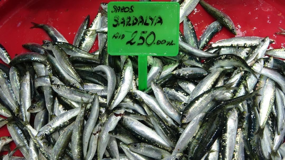 Balıkçılar bu 3 balığın peşinde! Sadece 4 ayları var 4