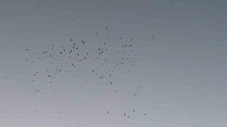 Van Gölü üzerinde kuş sürüsünün görsel şöleni