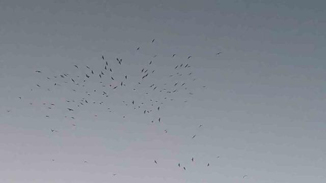 Van Gölü üzerinde kuş sürüsünün görsel şöleni