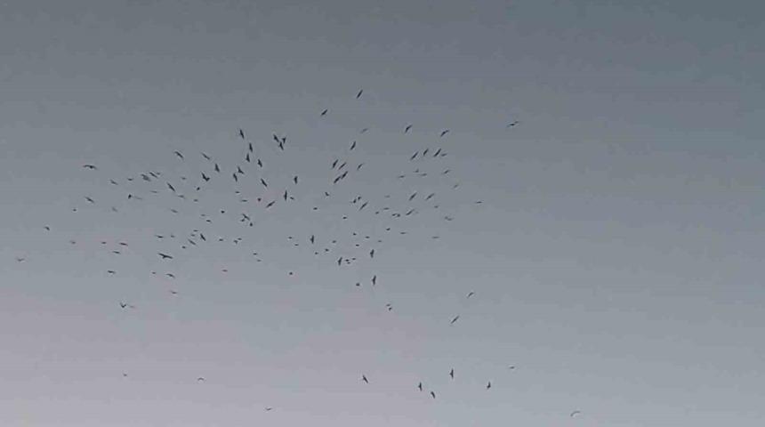 Van G&ouml;l&uuml; &uuml;zerinde kuş s&uuml;r&uuml;s&uuml;n&uuml;n g&ouml;rsel ş&ouml;leni