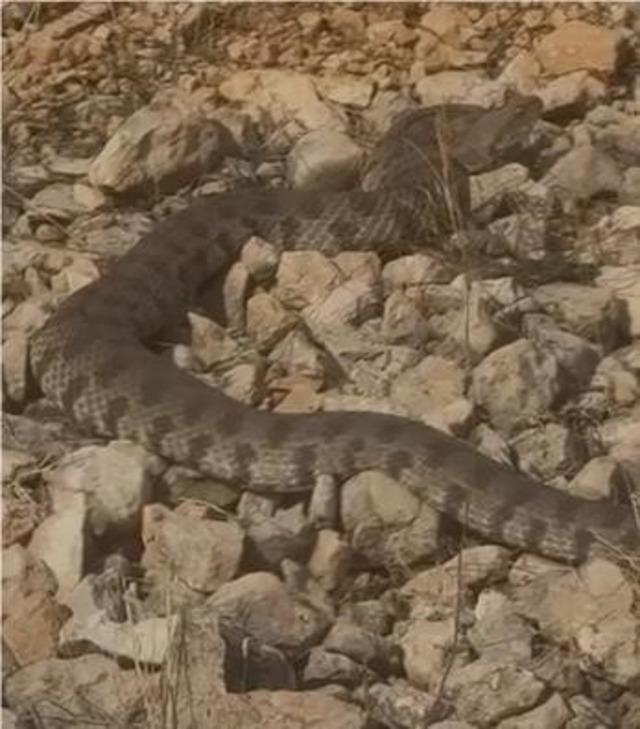 Tek ısırığı bir insanı &ouml;ld&uuml;rmeye yeten dev engerek yılanı g&ouml;r&uuml;nt&uuml;lendi 1