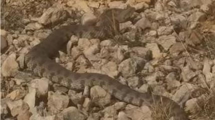 Tek ısırığı bir insanı &ouml;ld&uuml;rmeye yeten dev engerek yılanı g&ouml;r&uuml;nt&uuml;lendi