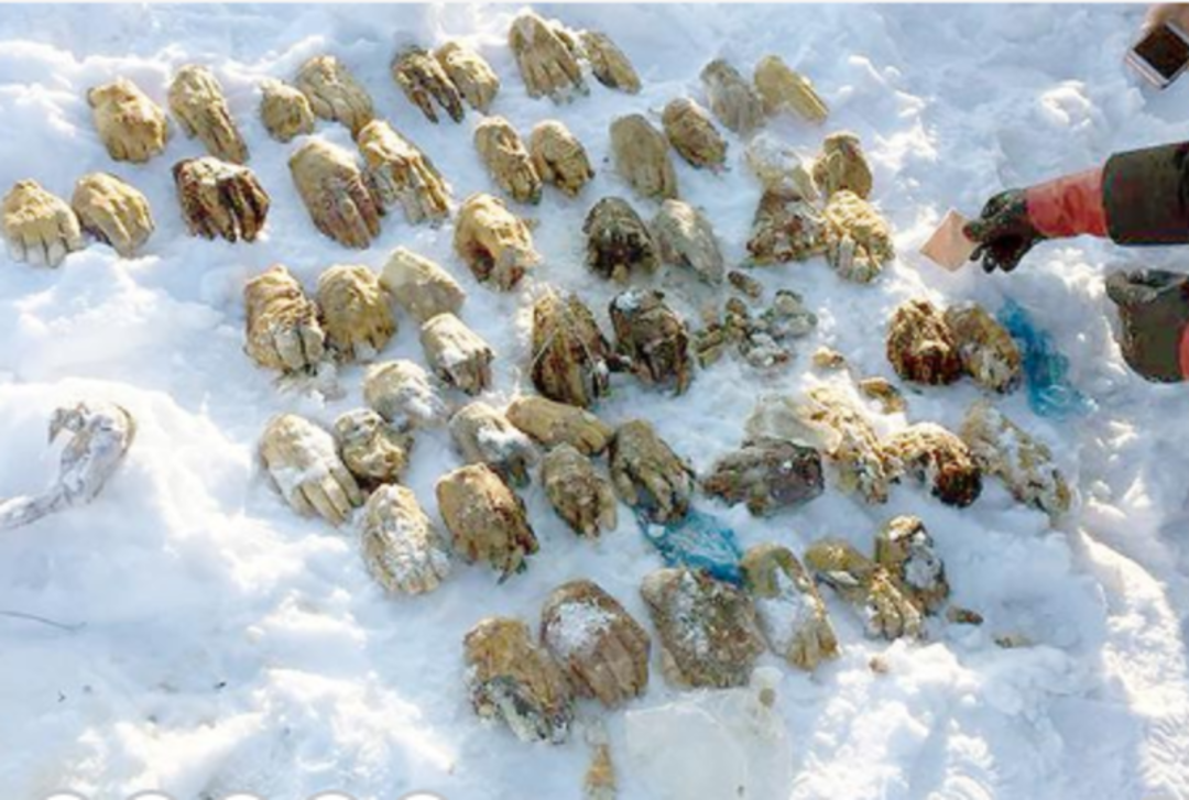 54 kesik elin sırrı &ccedil;&ouml;z&uuml;ld&uuml;