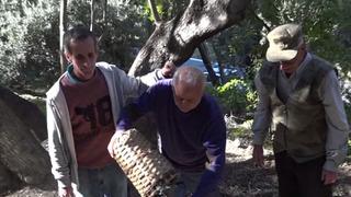 12 metre yüksekte yetişiyor: Ödülü bile var! Kilosu 400 TL, dünyaca ünlü