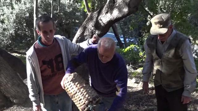 12 metre yüksekte yetişiyor: Ödülü bile var! Kilosu 400 TL, dünyaca ünlü