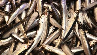 'Fırsat çok iyi' Kilosu 50 TL 'Bundan ucuzu yok'