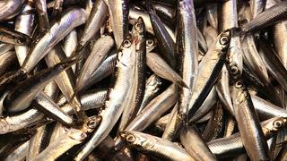 'Fırsat çok iyi' Kilosu 50 TL 'Bundan ucuzu yok'