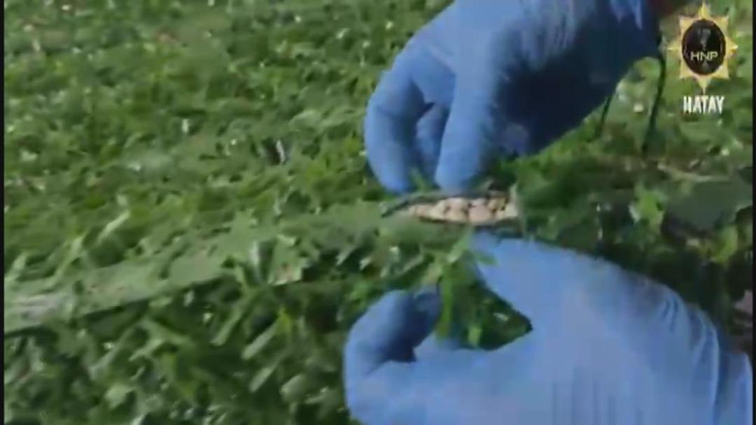 Binlerce uyuşturucu hapı yapay &ccedil;imin i&ccedil;erisine sakladılar 2