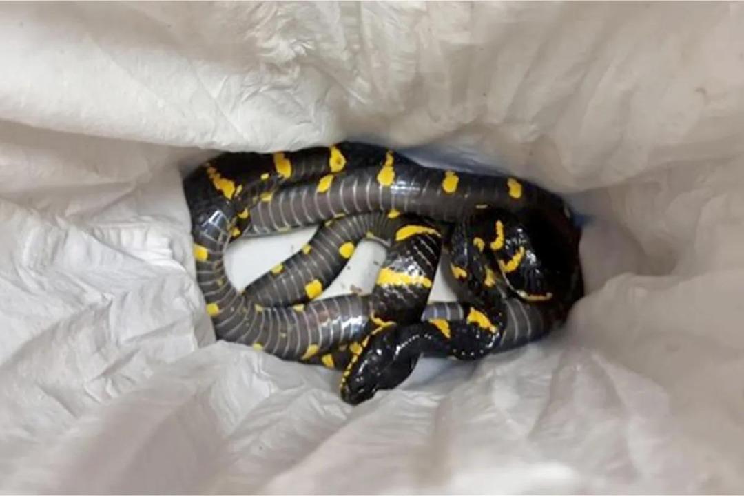 Havaalanında yakalandı! Valizinden çıktı, binlerce dolar değerinde  1