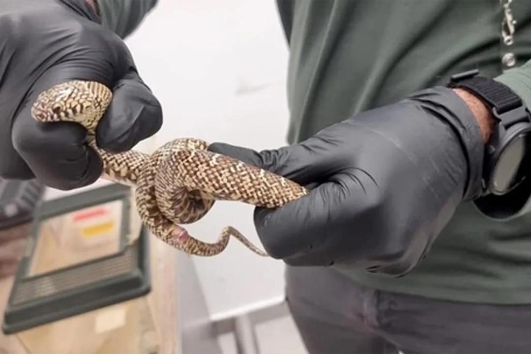 Havaalanında yakalandı! Valizinden çıktı, binlerce dolar değerinde  2