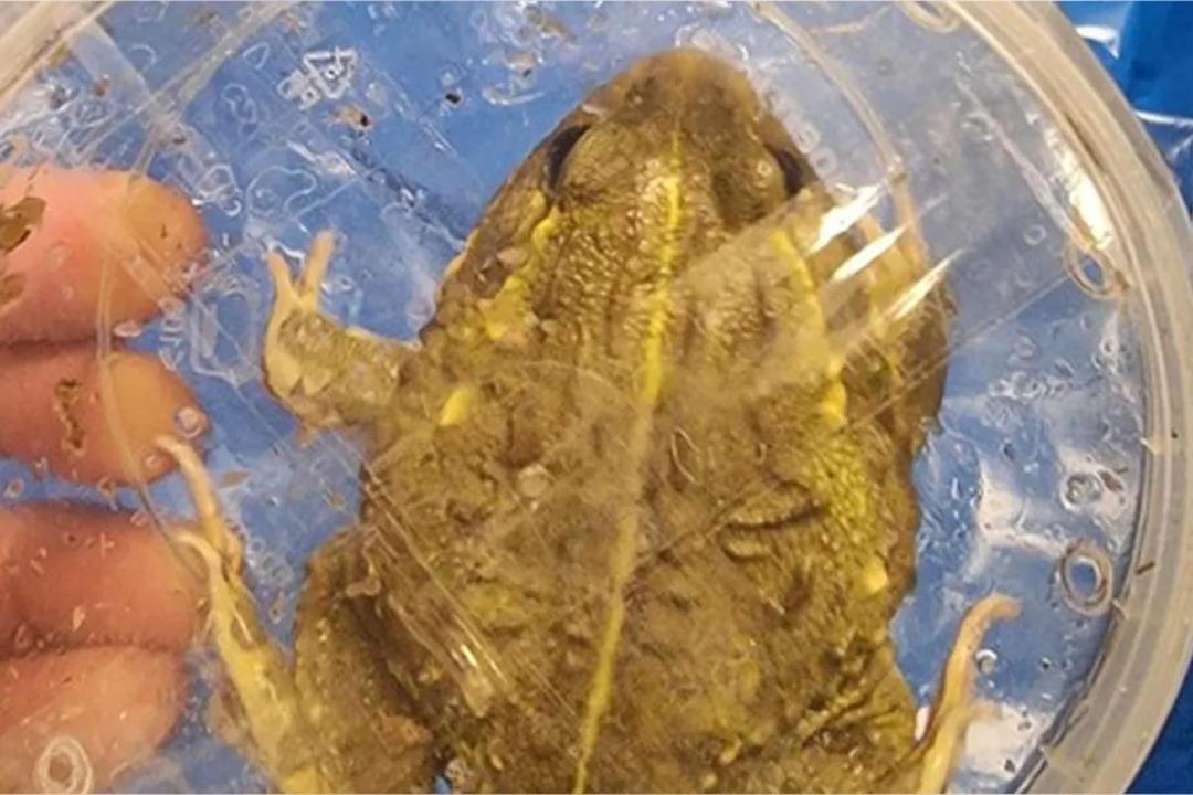 Havaalanında yakalandı! Valizinden çıktı, binlerce dolar değerinde  3