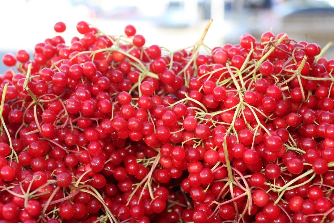  Gen&ccedil;lik iksiri  olarak biliniyor: Şifa deposu gilaburuya yoğun ilgi 1