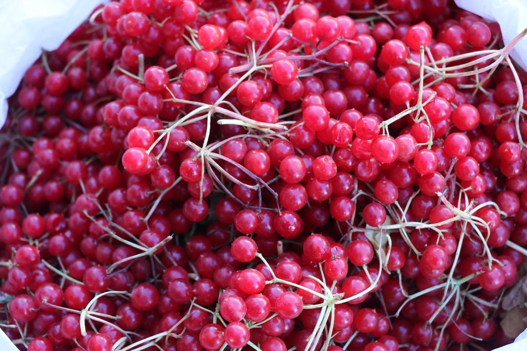  Gen&ccedil;lik iksiri  olarak biliniyor: Şifa deposu gilaburuya yoğun ilgi 2