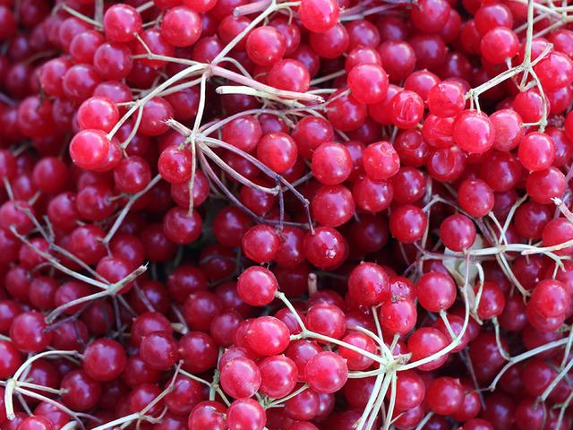 'Gençlik iksiri' olarak biliniyor: Şifa deposu gilaburuya yoğun ilgi