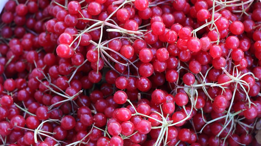 'Gen&ccedil;lik iksiri' olarak biliniyor: Şifa deposu gilaburuya yoğun ilgi