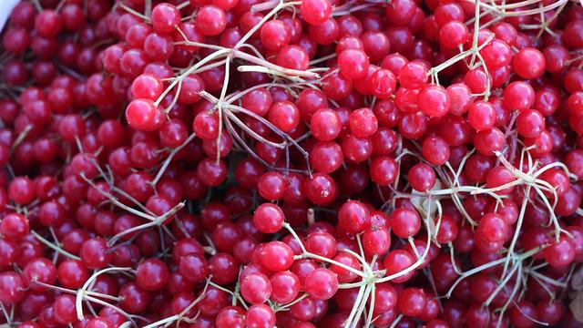 'Gençlik iksiri' olarak biliniyor: Şifa deposu gilaburuya yoğun ilgi