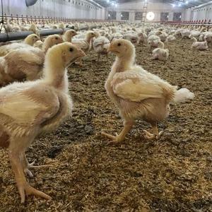 Söke’de üreticilere Kuş Gribi riski uyarısı