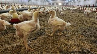 Söke’de üreticilere Kuş Gribi riski uyarısı