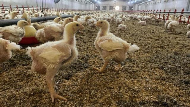 Söke’de üreticilere Kuş Gribi riski uyarısı