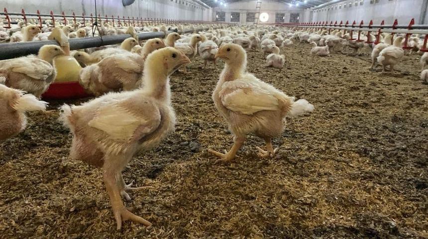 S&ouml;ke&rsquo;de &uuml;reticilere Kuş Gribi riski uyarısı