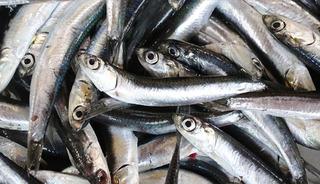 Rize'de hamsinin kilogramı 50 liraya satılıyor