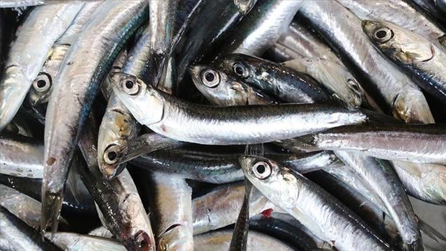 Rize'de hamsinin kilogramı 50 liraya satılıyor