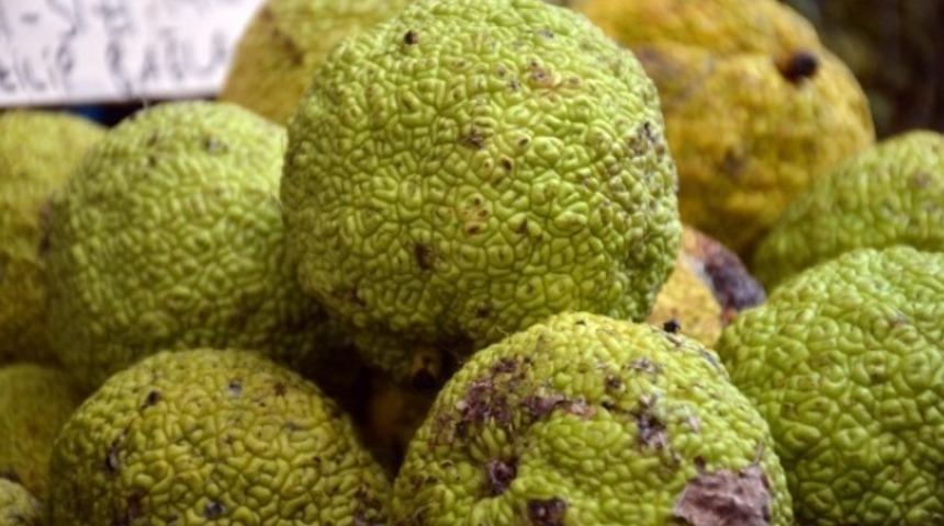 Adı yalancı kendi şifacı! Eklem ağrılarını ortadan kaldırıyor