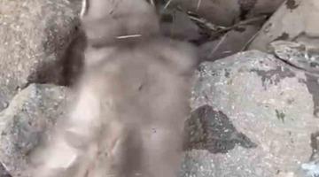 Diyarbakır’da bitkin halde bulunan gelincik, vatandaşlar tarafından görüntülendi