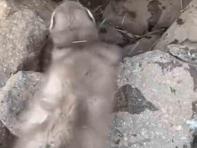 Diyarbakır’da bitkin halde bulunan gelincik, vatandaşlar tarafından görüntülendi