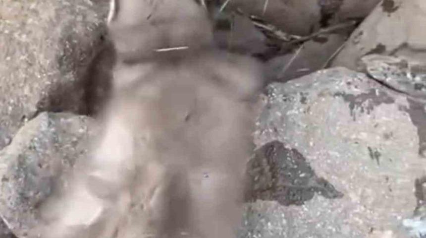 Diyarbakır’da bitkin halde bulunan gelincik, vatandaşlar tarafından görüntülendi