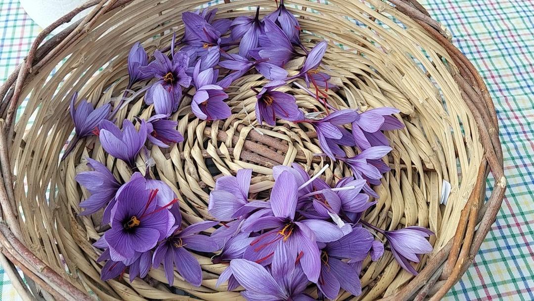 Dünyanın en pahalı baharatı! Gramı 600 TL 4