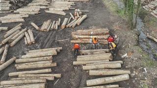 Düzce’de orman ürünü ihracatı geçen yılı geçti