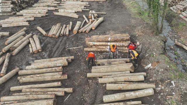 Düzce’de orman ürünü ihracatı geçen yılı geçti