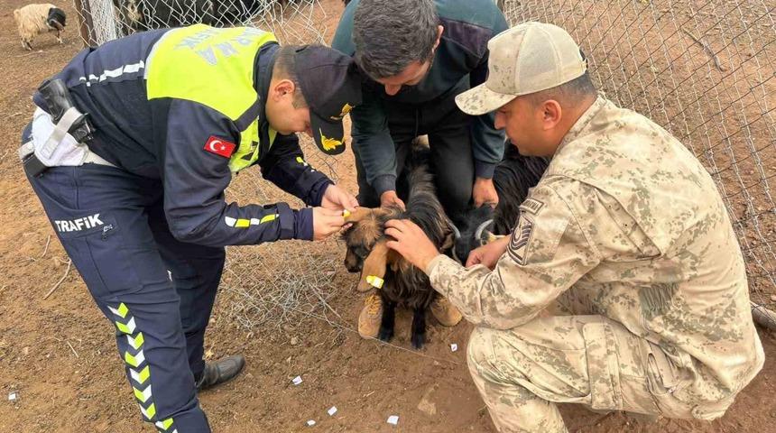 Siirt&rsquo;te hayvan kazalarının &ouml;nlenmesi i&ccedil;in s&uuml;r&uuml;ye "reflektif bant" takıldı