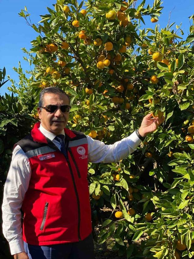 Aydın’da mandalina hasadı başladı 1