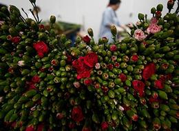 Çiçek sektörü ihracatta rekora koşuyor