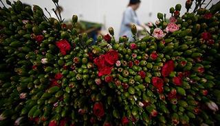 Çiçek sektörü ihracatta rekora koşuyor