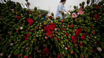 Çiçek sektörü ihracatta rekora koşuyor