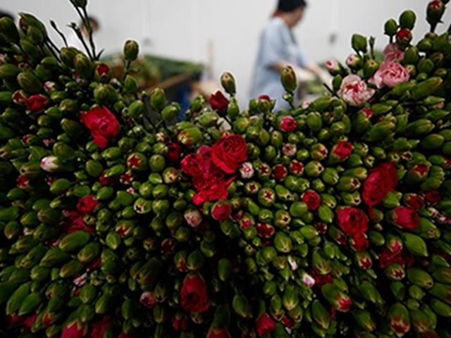 Çiçek sektörü ihracatta rekora koşuyor