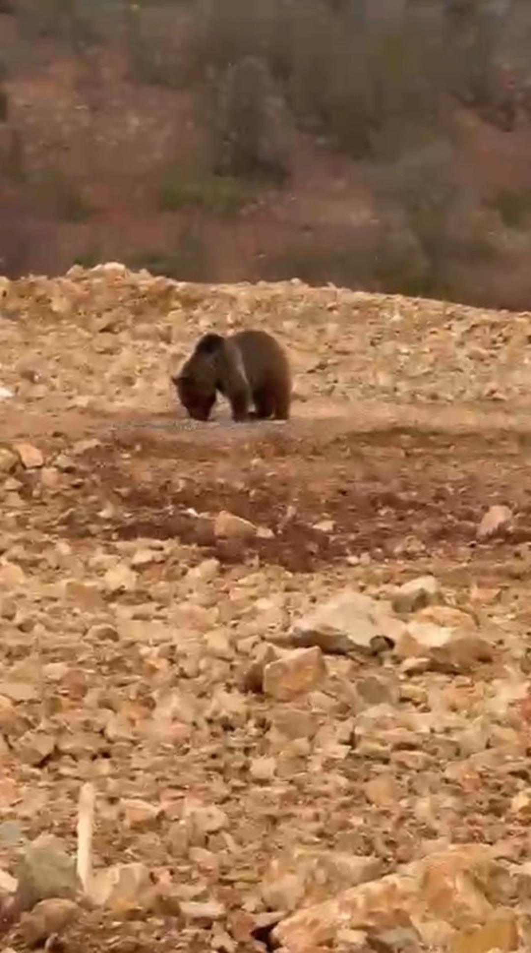 Yol kenarındaki ayıya hamsi ziyafeti verdiler 2