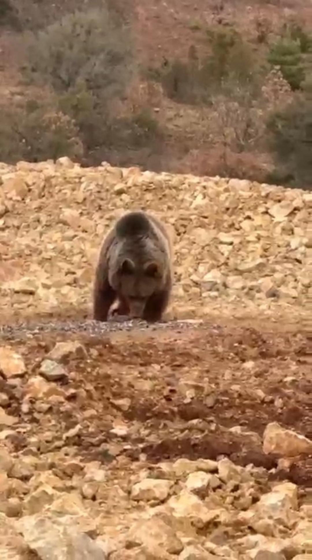 Yol kenarındaki ayıya hamsi ziyafeti verdiler 1