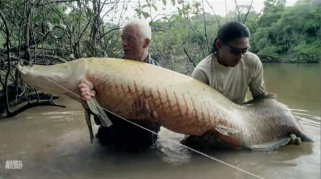 B&ouml;yle dev balık g&ouml;rmediniz