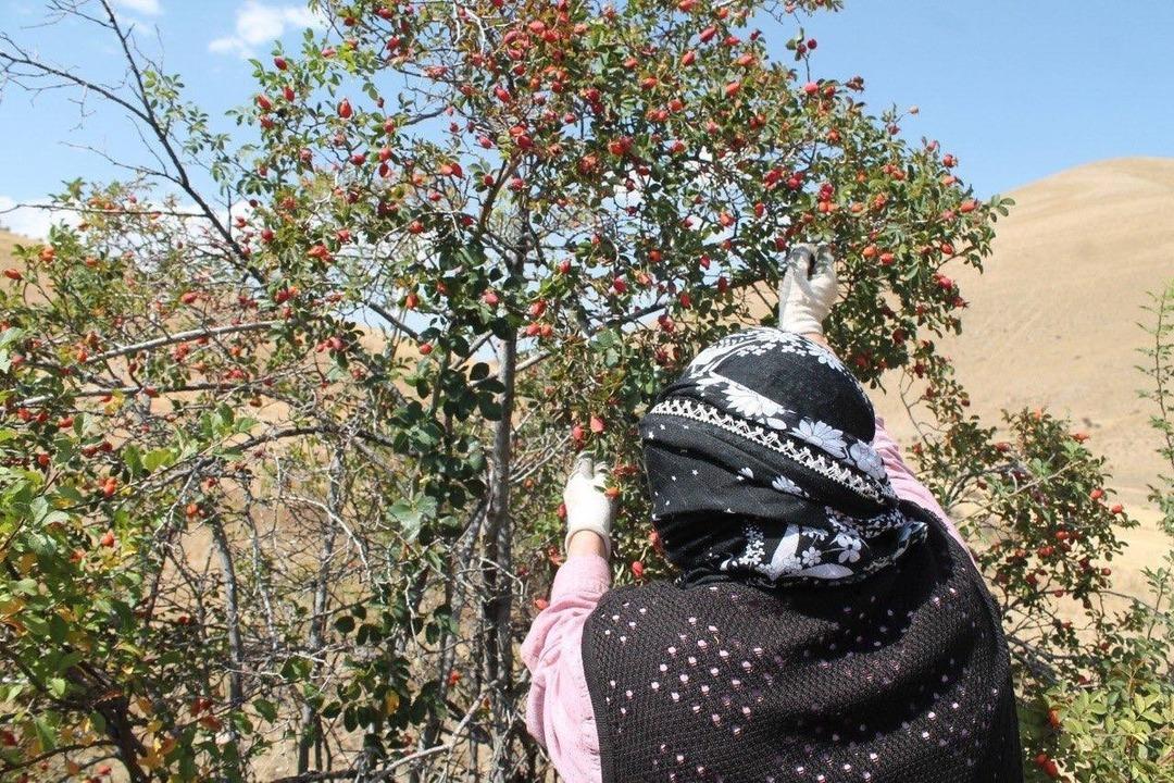 Dağların hazinesi! Mesai hızlandı Son demleri 1