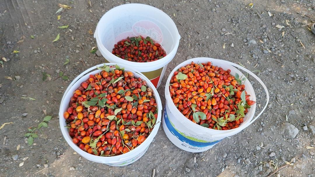 Dağların hazinesi! Mesai hızlandı Son demleri 2