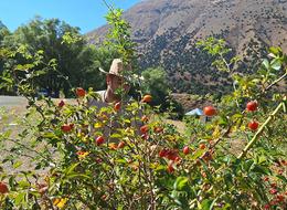 Dağların hazinesi! Mesai hızlandı 'Son demleri'