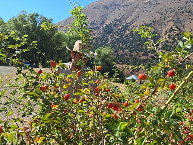 Dağların hazinesi! Mesai hızlandı 'Son demleri'