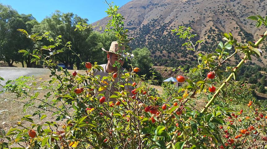 Dağların hazinesi! Mesai hızlandı 'Son demleri'